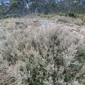 Leptospermum myrtifolium at Cotter River, ACT - 26 Feb 2023
