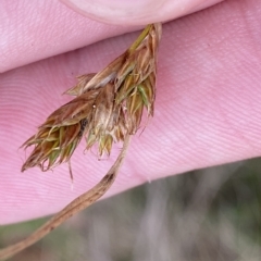 Carex hebes (A Sedge) at Cotter River, ACT - 26 Feb 2023 by Tapirlord
