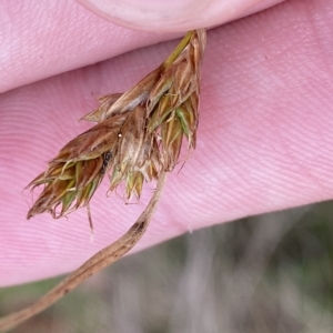 Carex hebes at Cotter River, ACT - 26 Feb 2023
