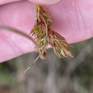 Carex hebes at Cotter River, ACT - 26 Feb 2023