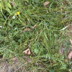 Carex hebes at Cotter River, ACT - 26 Feb 2023