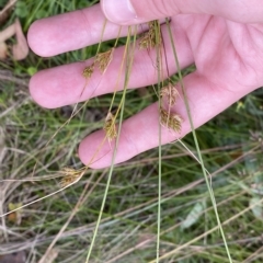 Carex hebes at Cotter River, ACT - 26 Feb 2023