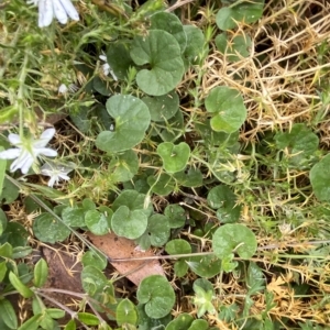 Dichondra repens at Cotter River, ACT - 26 Feb 2023