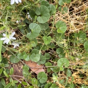 Dichondra repens at Cotter River, ACT - 26 Feb 2023