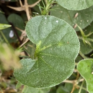 Dichondra repens at Cotter River, ACT - 26 Feb 2023