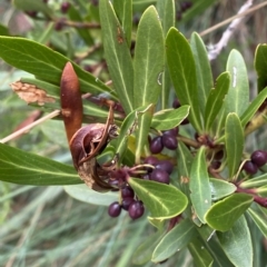 Tasmannia xerophila subsp. xerophila (Alpine Pepperbush) at Cotter River, ACT - 26 Feb 2023 by Tapirlord