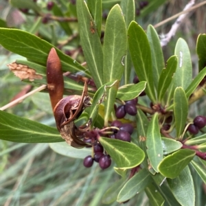 Tasmannia xerophila subsp. xerophila at Cotter River, ACT - 26 Feb 2023