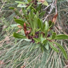 Tasmannia xerophila subsp. xerophila at Cotter River, ACT - 26 Feb 2023