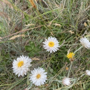 Leucochrysum alpinum at Cotter River, ACT - 26 Feb 2023