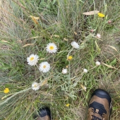 Leucochrysum alpinum at Cotter River, ACT - 26 Feb 2023 11:09 AM