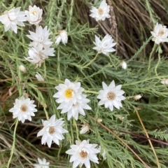 Rhodanthe anthemoides (Chamomile Sunray) at Cotter River, ACT - 26 Feb 2023 by Tapirlord