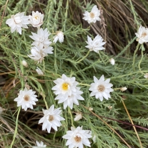 Rhodanthe anthemoides at Cotter River, ACT - 26 Feb 2023 11:08 AM