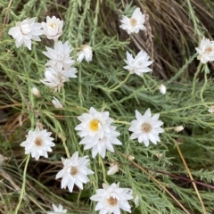 Rhodanthe anthemoides at Cotter River, ACT - 26 Feb 2023