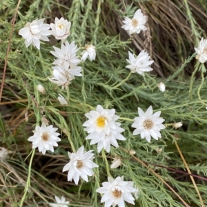 Rhodanthe anthemoides at Cotter River, ACT - 26 Feb 2023