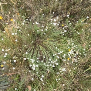 Rhodanthe anthemoides at Cotter River, ACT - 26 Feb 2023