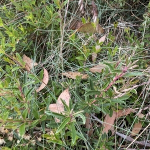 Olearia erubescens at Cotter River, ACT - 26 Feb 2023