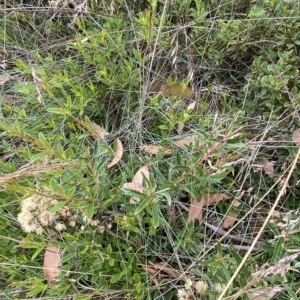 Olearia erubescens at Cotter River, ACT - 26 Feb 2023