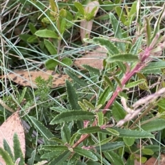 Olearia erubescens at Cotter River, ACT - 26 Feb 2023