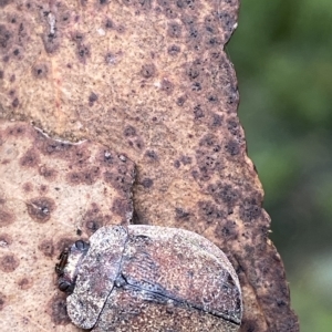 Trachymela sp. (genus) at Cotter River, ACT - 26 Feb 2023