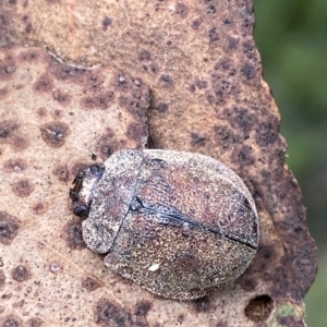 Trachymela sp. (genus) at Cotter River, ACT - 26 Feb 2023