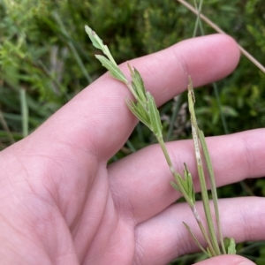 Epilobium billardiereanum subsp. hydrophilum at Cotter River, ACT - 26 Feb 2023 11:02 AM