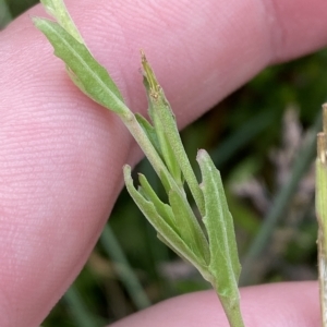 Epilobium billardiereanum subsp. hydrophilum at Cotter River, ACT - 26 Feb 2023