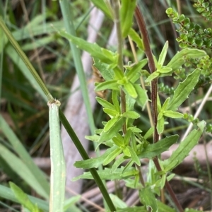 Epilobium billardiereanum subsp. hydrophilum at Cotter River, ACT - 26 Feb 2023 11:02 AM