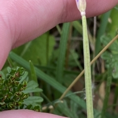 Epilobium billardiereanum subsp. hydrophilum at Cotter River, ACT - 26 Feb 2023 11:02 AM