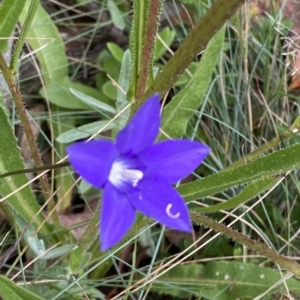 Wahlenbergia gloriosa at Cotter River, ACT - 26 Feb 2023