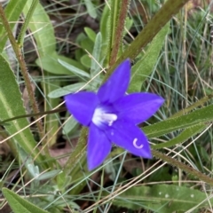 Wahlenbergia gloriosa at Cotter River, ACT - 26 Feb 2023