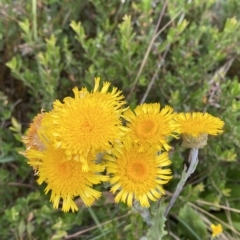 Podolepis robusta (Alpine Podolepis) at Cotter River, ACT - 26 Feb 2023 by Tapirlord