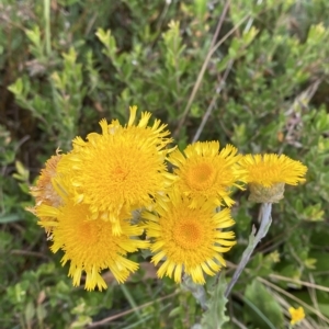 Podolepis robusta at Cotter River, ACT - 26 Feb 2023