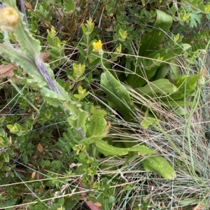 Podolepis robusta at Cotter River, ACT - 26 Feb 2023