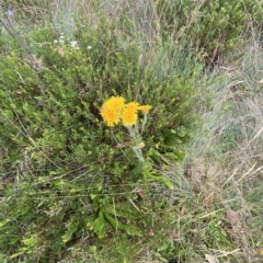 Podolepis robusta at Cotter River, ACT - 26 Feb 2023