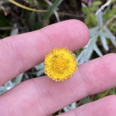 Coronidium monticola (Mountain Button Everlasting) at Cotter River, ACT - 25 Feb 2023 by Tapirlord