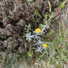 Coronidium monticola at Cotter River, ACT - 26 Feb 2023 10:58 AM