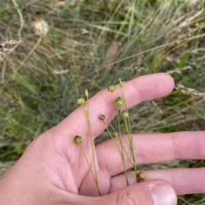 Linum marginale at Cotter River, ACT - 26 Feb 2023