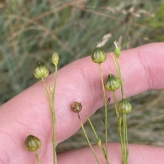 Linum marginale at Cotter River, ACT - 26 Feb 2023