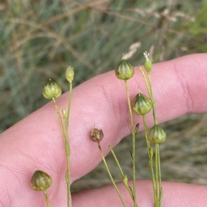 Linum marginale at Cotter River, ACT - 26 Feb 2023