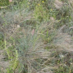 Linum marginale at Cotter River, ACT - 26 Feb 2023 10:56 AM