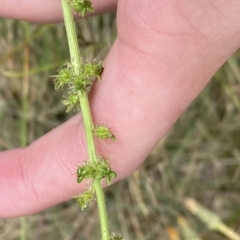 Acaena x ovina (Sheep's Burr) at Cotter River, ACT - 25 Feb 2023 by Tapirlord