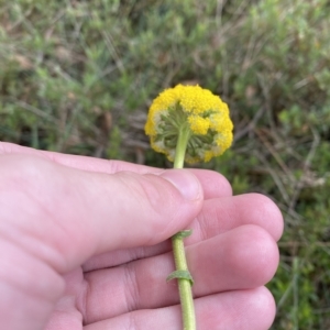 Craspedia aurantia var. jamesii at Cotter River, ACT - 26 Feb 2023