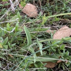 Craspedia aurantia var. jamesii at Cotter River, ACT - 26 Feb 2023