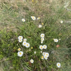 Brachyscome aculeata (Hill Daisy) at Cotter River, ACT - 25 Feb 2023 by Tapirlord