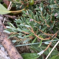 Acrothamnus hookeri (Mountain Beard Heath) at Cotter River, ACT - 25 Feb 2023 by Tapirlord