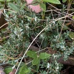 Acrothamnus hookeri at Cotter River, ACT - 26 Feb 2023