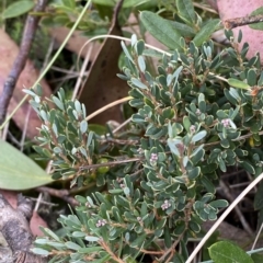 Acrothamnus hookeri at Cotter River, ACT - 26 Feb 2023