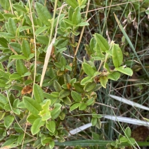 Podolobium alpestre at Cotter River, ACT - 26 Feb 2023 10:52 AM