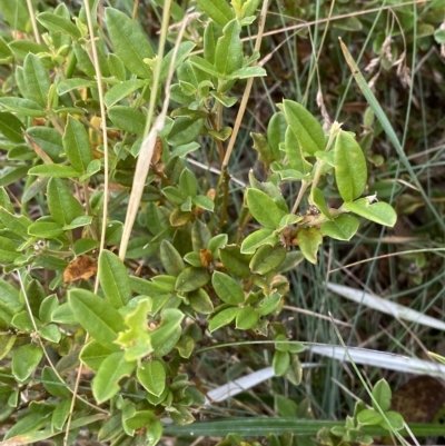 Podolobium alpestre (Shaggy Alpine Pea) at Cotter River, ACT - 26 Feb 2023 by Tapirlord