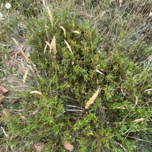 Podolobium alpestre at Cotter River, ACT - 26 Feb 2023 10:52 AM